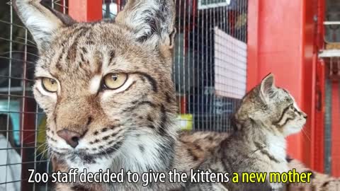 Lynx Adopted 3 Abandoned Kittens in the Siberian Zoo