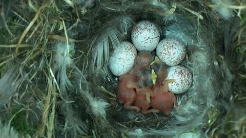 Tiny Woodland Bird Cyanistes Caeruleus Hatches out from an egg