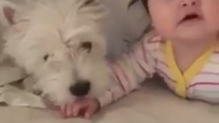 Westie puppy and baby share priceless moment