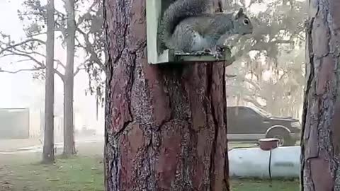 Live Squirrel Camera.