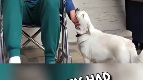 This dog waited for his owner for weeks really? 🥹💕