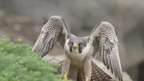 Peregrine Falcon sticks her landing