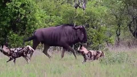 A pack of wild dogs attempted to take on a bull wildebeest