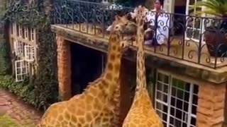 Good Vibes videos of Animals