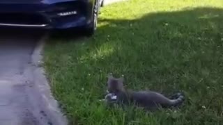 Cat Having Fun