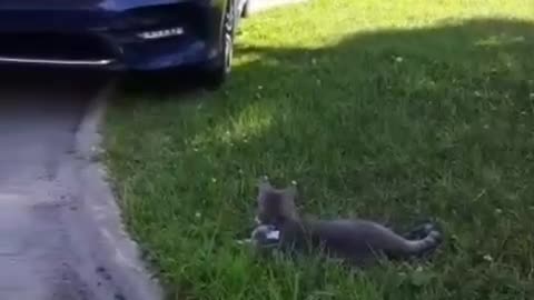 Cat Having Fun