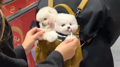 Little puppies