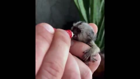 Collection of cute videos of baby animals