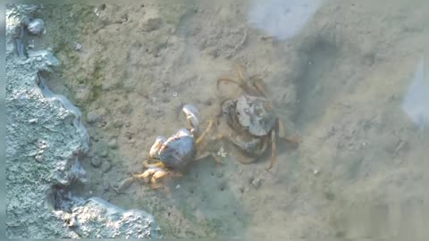 Different Types Of Crab Red Crab Sand Crab Crab Fight Nature Sea Creatures Ocean