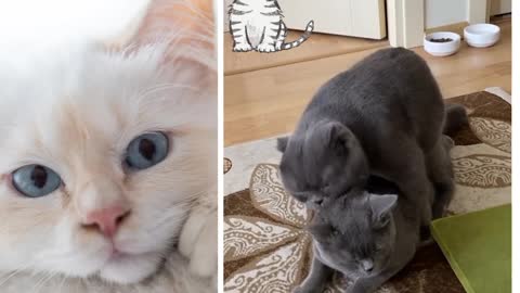 Watch cats behave very intimately as if they were human