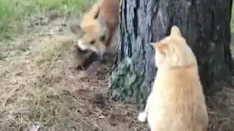 Fox against cat