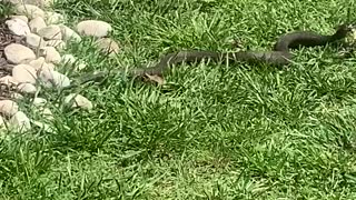 Snake caught an eel