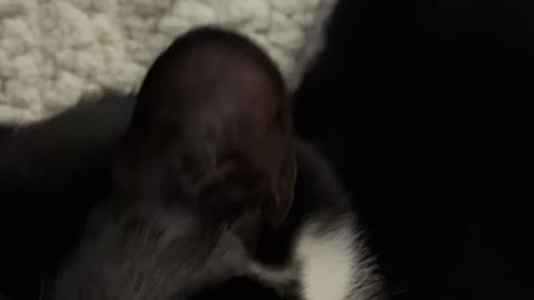 ASMR cute kitten purring