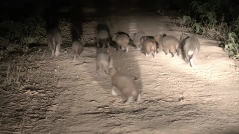 Capybara Nighttime Traffic Jam in Brazil