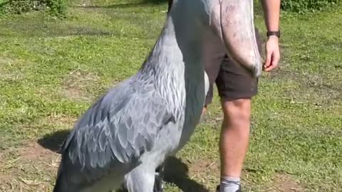 this is the shoebill stork #shoebillstork