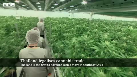 Thailand legalises cannabis growing and trade - BBC News