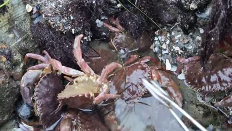 Angry crabs 🦀 tide pools fighting