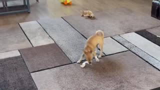 Chihuahua pup way to happy