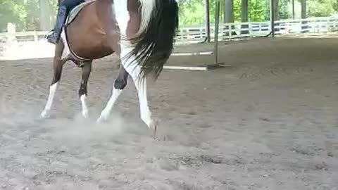 Horse jump. Learning to jump for the first time.