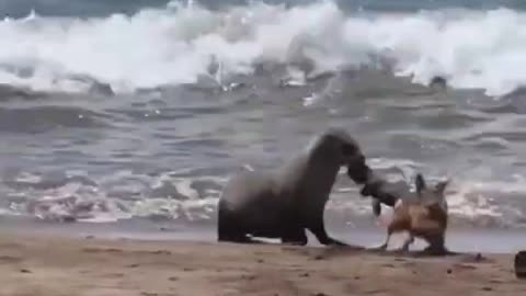 Seal Fish VS Jackal the Big Fight #shorts #shortsvideo #viral #video