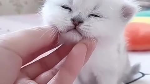 Cute Kitten Baby