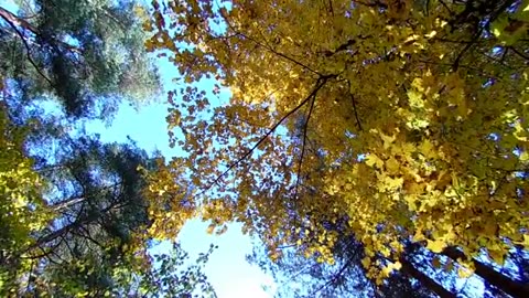 Autumn Leaves | Drone Aerial View |