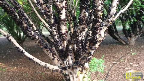 Como é bom chupar jabuticabas direto no pé, na fazenda