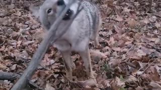 Coyote Hunting Deer