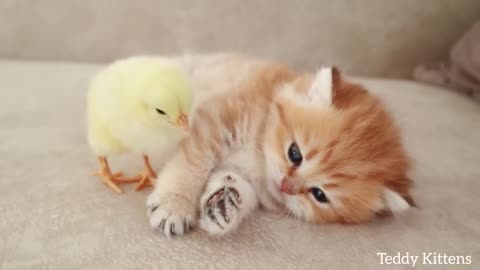 Kitten and chicken cutiest video