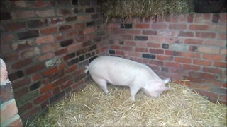 Pink Pig Oinking and Grazing