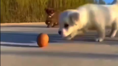 Full funny dogs baby