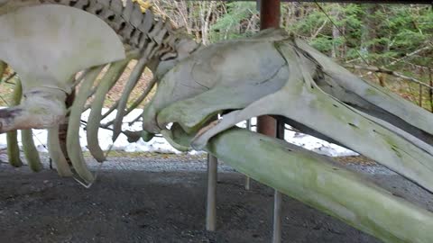 Bow head whale skeleton on display in Glacier Bay National Park Gustavus Alaska