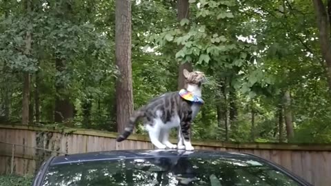 Cat Tries Out Acrobatics