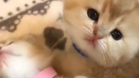 Cute and Funny Cat Video Compilation 2021