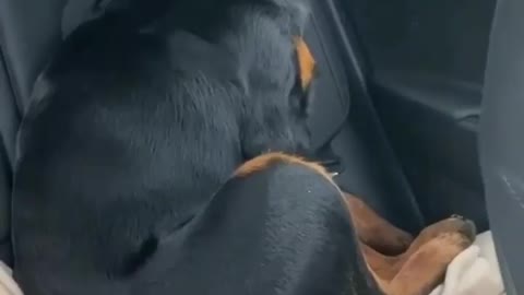 sad dog in the car