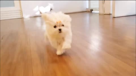 Play around with puppy