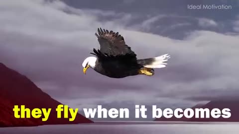 The Eagle Mentality-Best Motivational video....