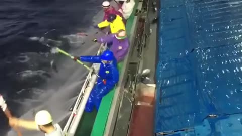 Satysfying Fishing Tuna - BIG SIZE TUNA