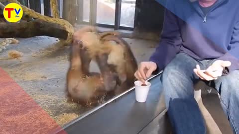 A monkey sees a magic trick