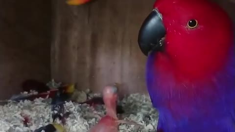 Beautiful cute colors birds video.