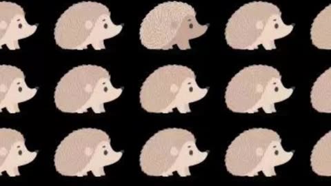 Can you spot the odd Hedgehogs in this Optical Illusion within 11 Seconds