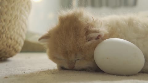 Kitten Pudding is waiting for eggs to hatch to become their mother Chick