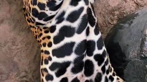 Chubby Jaguar Belly Pats! Viral