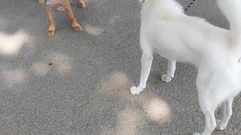 My puppy meets her friends.
