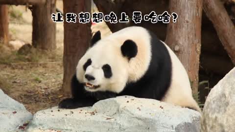 Daily worries Giant pandas Giant pandas