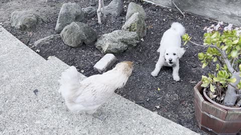 Bichon Frise Dog Want to Be Friends With Chicken