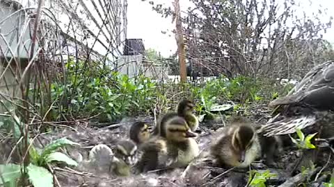 Ducklings leaving their nest with mama