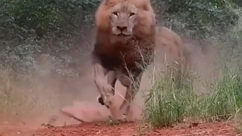 Angry lions running front of camera slowmoo reactions
