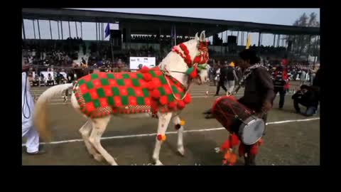 Horse dancing to the rhythm of Dhol in India