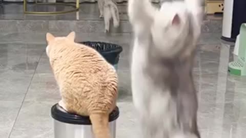 Funny Animals